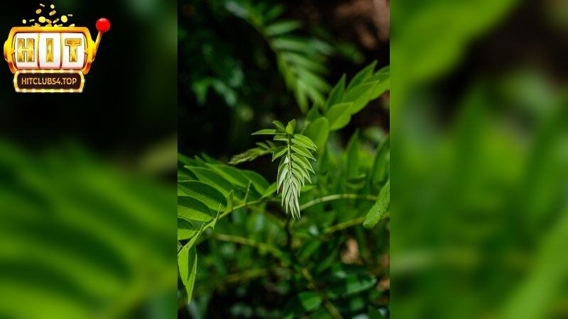 Tìm Hiểu Số Đề Chạy Liên Tục – Giải Mã Bí Ẩn Số Học